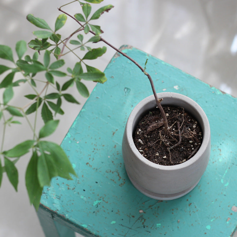 Natural Cement Flower Pot